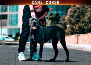 Woman with Cane Corso