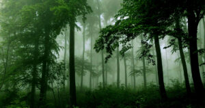 Fog in Forest. Embracing The Wild: How A Forest Escape Can Reset Your Mind