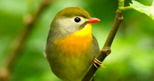 Close up of a forest bird. Embracing The Wild: How A Forest Escape Can Reset Your Mind
