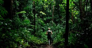 Man walking in the forest. Embracing The Wild: How A Forest Escape Can Reset Your Mind