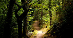A forest trail. Embracing The Wild: How A Forest Escape Can Reset Your Mind